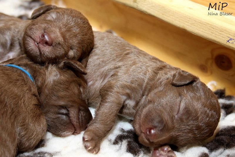 2011-05-07 Puppies Candy & Svet (52).jpg